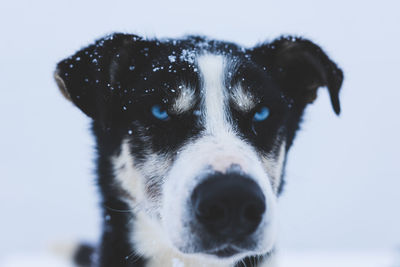 Close-up portrait of dog against sky