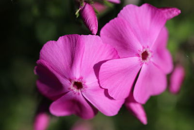 Close-up of pink flowering plant