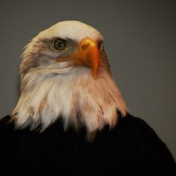 Close-up of a bird