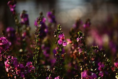 Close-up of pink flowers