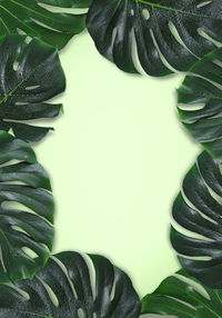 High angle view of fresh green leaves against white background