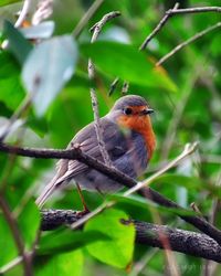 Close-up of bird perching on branch