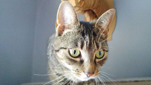 Portrait of cat