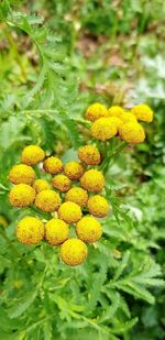 Close-up of yellow flowering plant