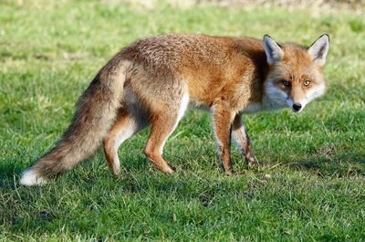 Fox standing on grassy field