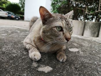 Close-up portrait of a cat on street