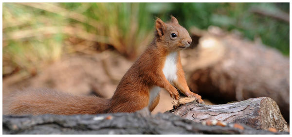 Close-up of squirrel on tree truck