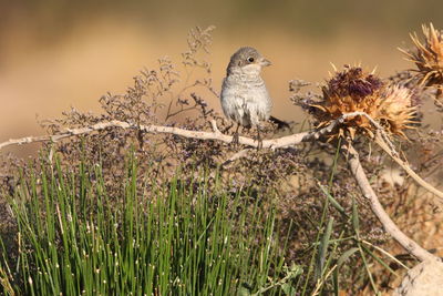 Close-up of bird perching on a tree