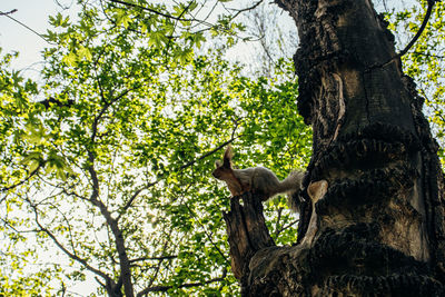 Low angle view of squirrel on tree