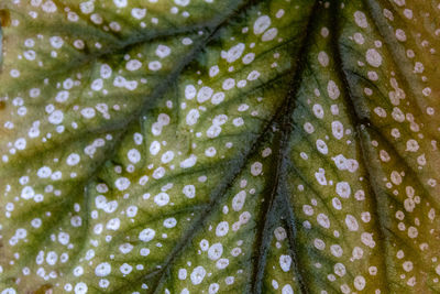 A green leaf stained with white and its veins