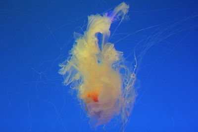 Close-up of jellyfish in blue water