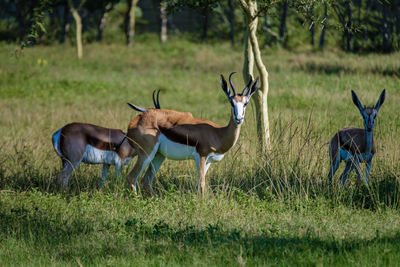 Deer on field