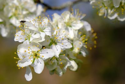 Close-up of white cherry blossoms