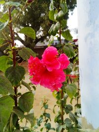 Close-up of pink flowers blooming outdoors