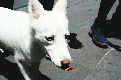 Low section of man with dog