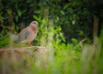 Bird perching on a wall