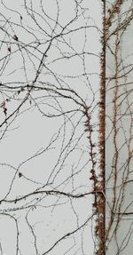 Low angle view of bare trees against sky during winter