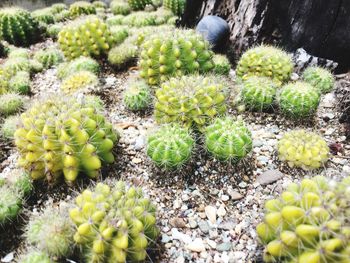 High angle view of cactus plants growing on field