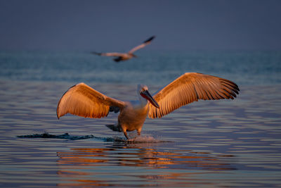 Bird flying over lake