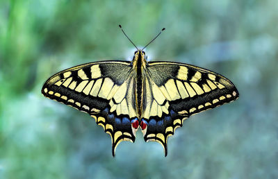 Close-up of butterfly pollinating flower