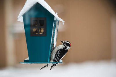 View of woodpecker perching on bird feeder to eat