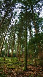 Low angle view of bamboo trees in forest