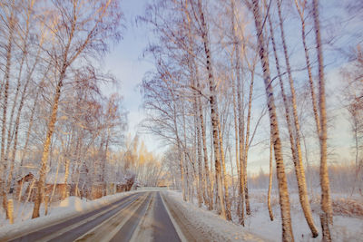 Road amidst trees during winter