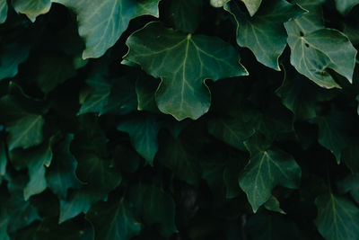 Full frame shot of leaves