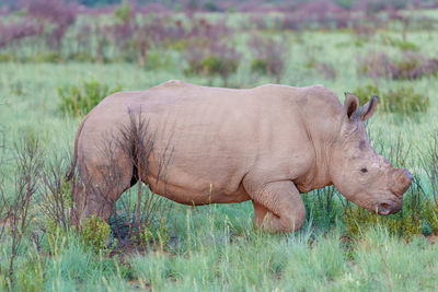 Rhinoceros standing on field