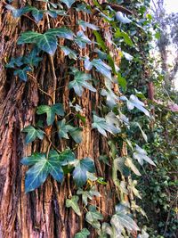 Close-up of fresh green plants