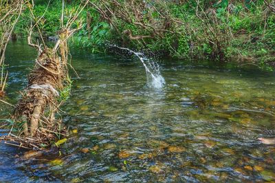 Scenic view of waterfall in forest