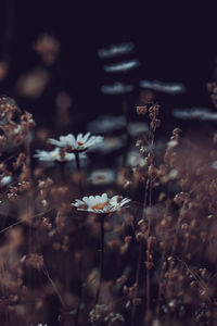 Close-up of flowering plants