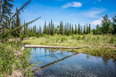 Scenic view of lake in forest against blue sky