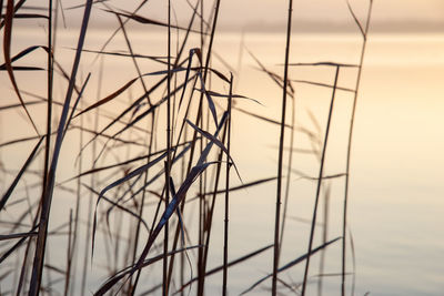 Close-up of silhouette plants against sky during sunset