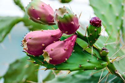 Close-up of berries growing on tree