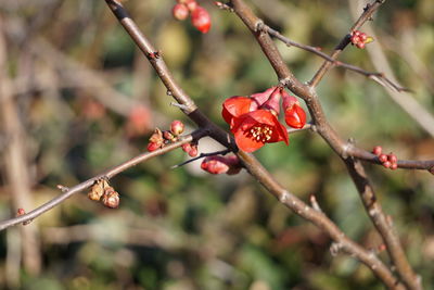 Close-up of red flowers blooming on branch