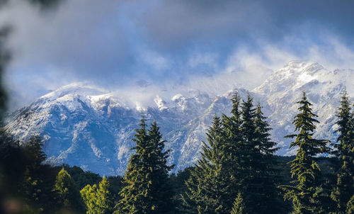 Panoramic view of pine trees against sky