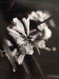 Close-up of insect on flower