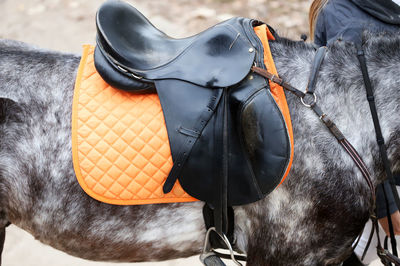 Close-up of black horse