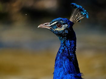 Close-up of a peacock