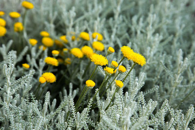 Close-up of yellow flowering plants on field