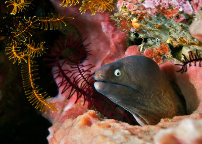 Close-up of fish swimming in sea