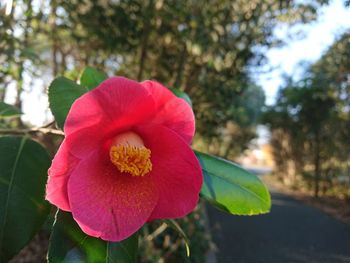 Close-up of red rose flower