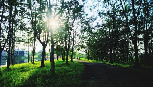 Trees in sunlight