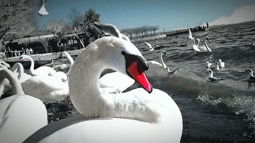 Swans on snow against sky