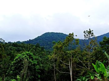 Scenic view of forest against sky