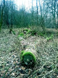 Trees growing on field in forest