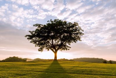 Tree on field against sky