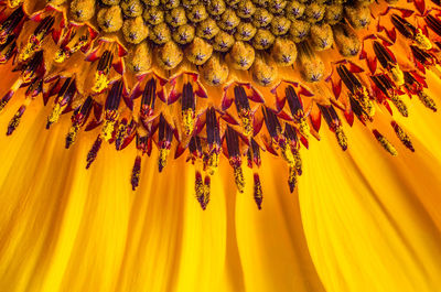 Full frame shot of sunflower