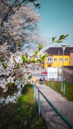 Close-up of flowering plant against building